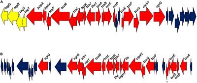 The Type VI Secretion Systems in Plant-Beneficial - Frontiers